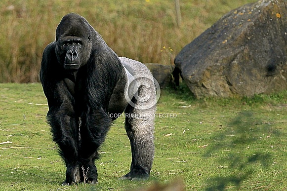 Western lowland Gorilla Western lowland Gorilla