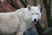 Hudsonbay wolf