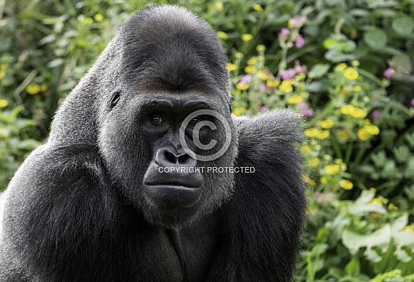 Western Lowland Gorilla Close Up