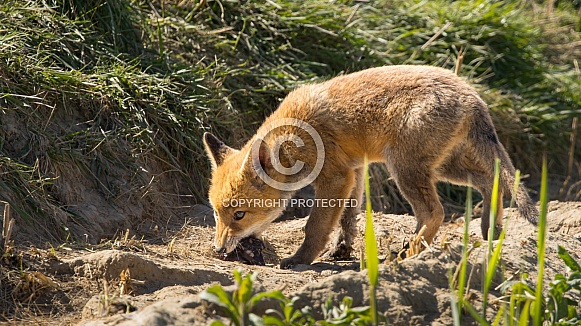 Red fox cub/cubs in nature