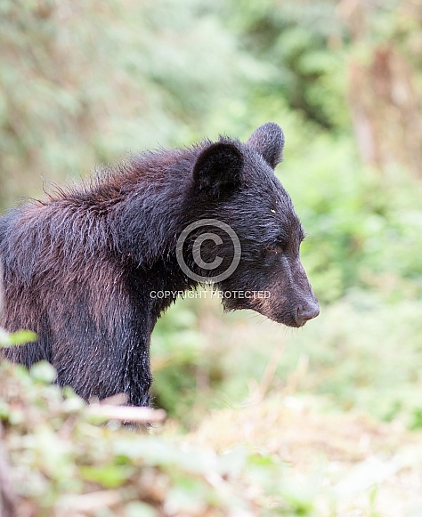 Black Bear Cub (wild) Black Bear Cub (wild)