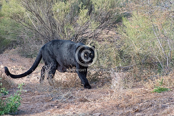 Black Leopard