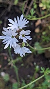 Smallflower Woodland Star (Lithophragma parviflorum)