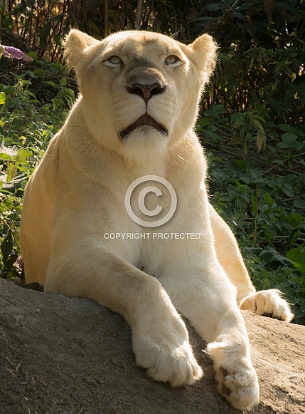 White Lioness