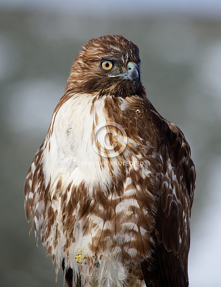 Close up of a Hawk