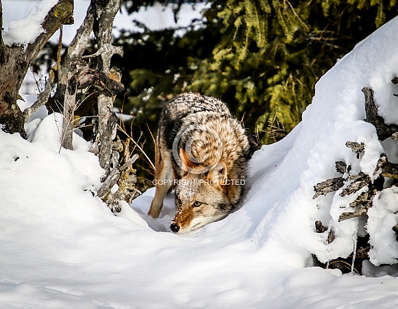 Coyote in winter snow Coyote in winter snow