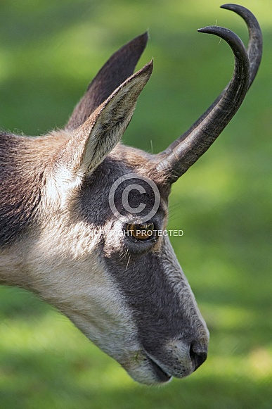Chamois Profile Chamois Profile