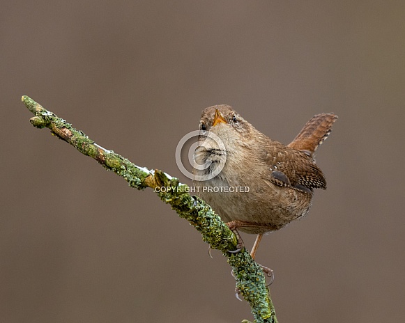 Wren Wren