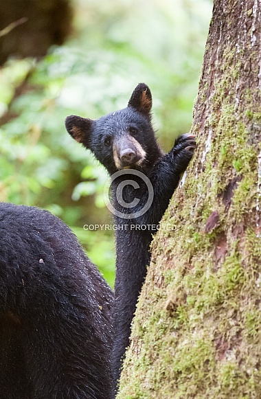 Black Bear Cub (wild) Black Bear Cub (wild)