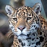 Jaguar (panthera onca)