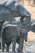 Baby Elephant Mud Bath