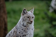 white Lynx