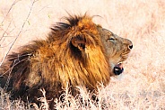 Lion - king of the jungle