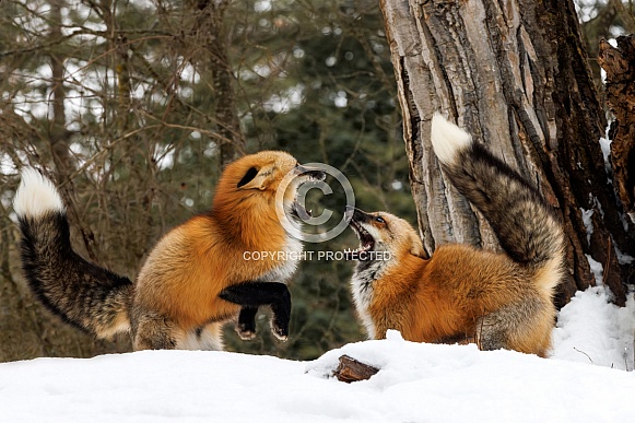 Fox--Red Fox