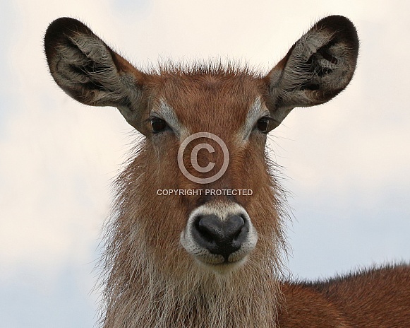 Waterbuck