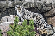 Snow Leopard (Male)