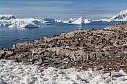 Gentoo Penguin colony - Antarctica