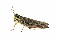 Grasshopper Species