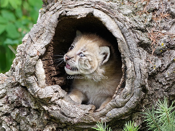 Siberian lynx kitten