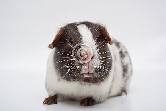 Dalmatian guinea pig