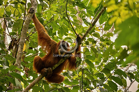 Sumatran orangutan in the nature habitat