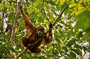 Sumatran orangutan in the nature habitat