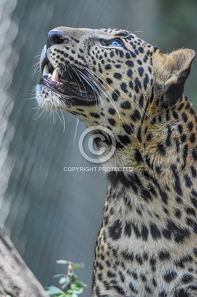 African Leopard African Leopard