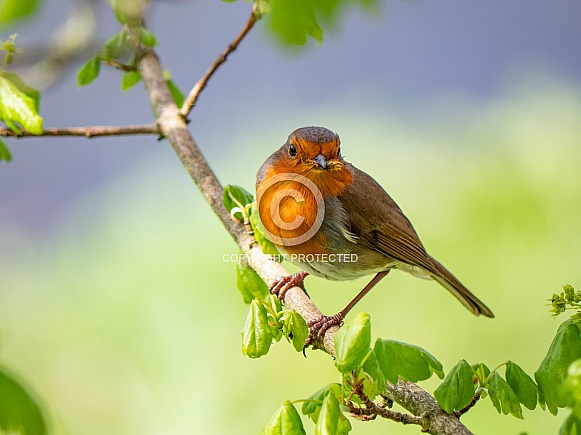 European Robin