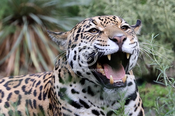 Jaguar (Panthera Onca) Jaguar (Panthera Onca)
