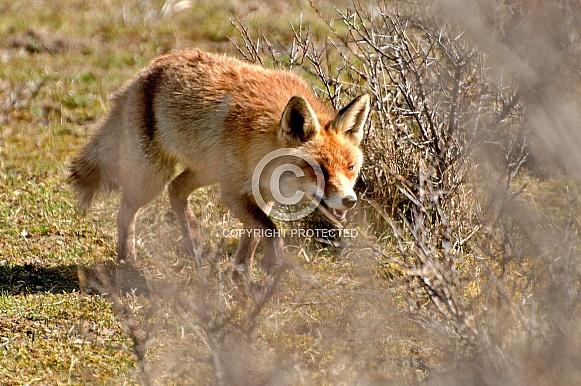 Red fox Red fox
