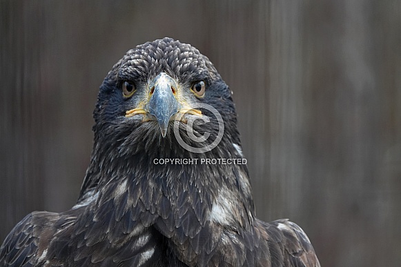 Bald Eagle Bald Eagle