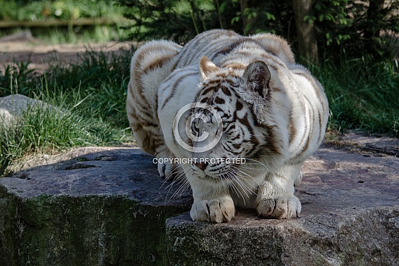 white Tiger white Tiger