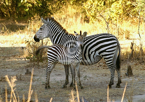 Zebra & Foal