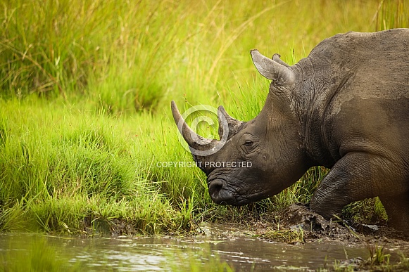 White Rhino White Rhino