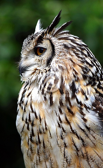 Bengal Eagle Owl Bengal Eagle Owl