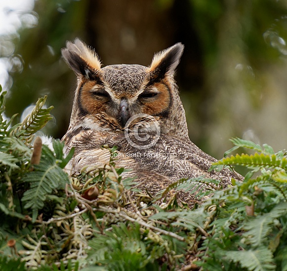 Great Horned Owl
