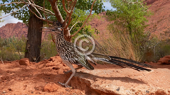 Greater Roadrunner, Geococcyx californianus