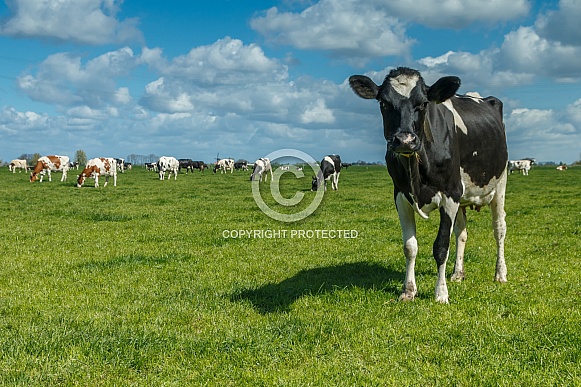 Dutch Cow and Cows