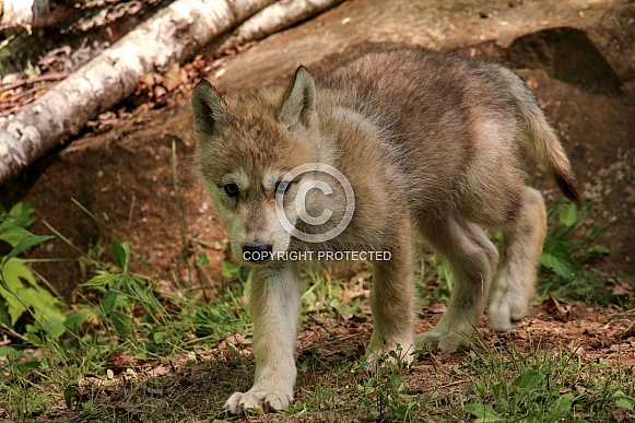 Wolf and Wolf Pups