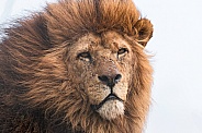 African Lion Male, Wind In Mane