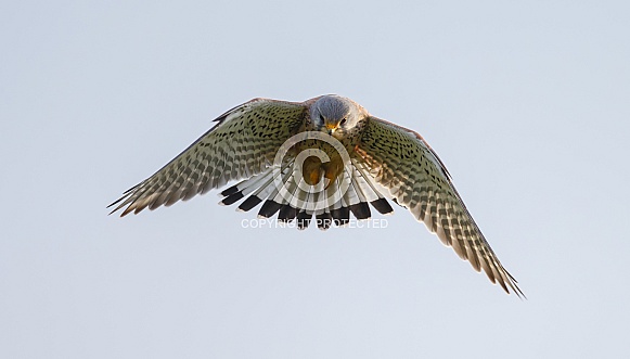 The European common kestrel