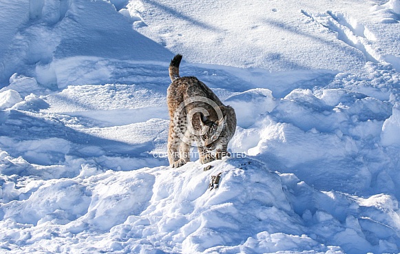 Siberian Bobcat in the snow