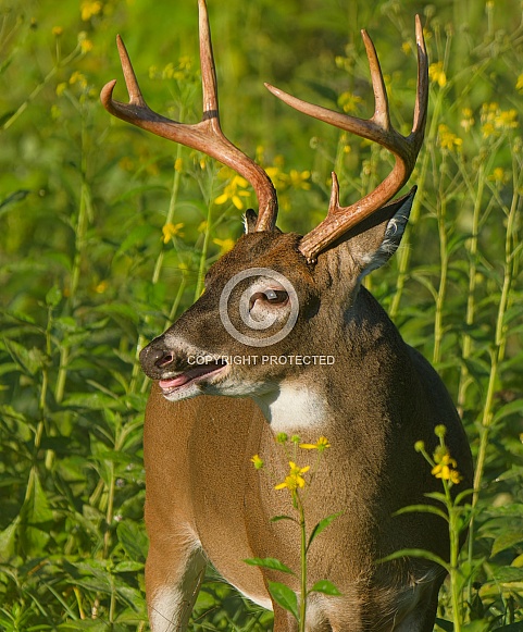 White tail deer