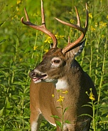 White tail deer