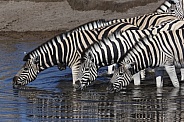 Zebra (equus quagga) - Namibia