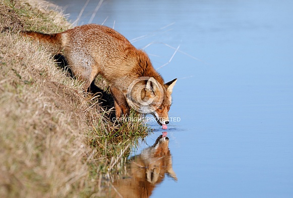 Red fox Red fox