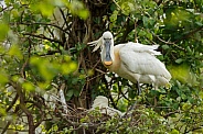 The Eurasian spoonbill