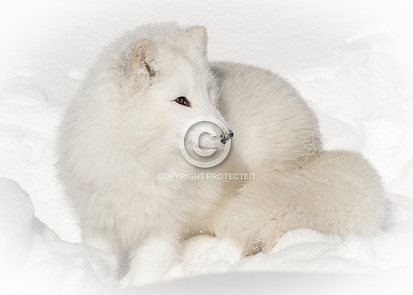 Arctic Fox