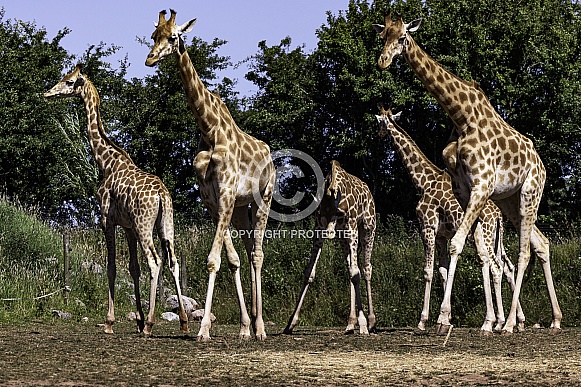 Kordofan Giraffe Herd Kordofan Giraffe Herd