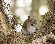 Squirrel on tree